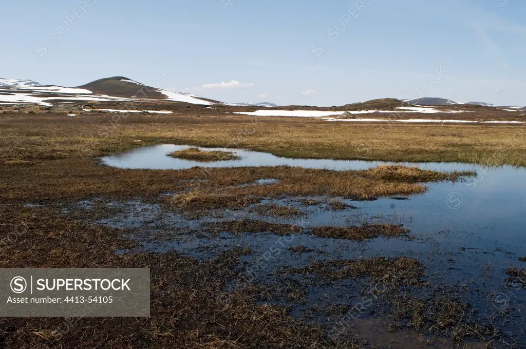 Peat bog used as courtship site by Ruffs Norway