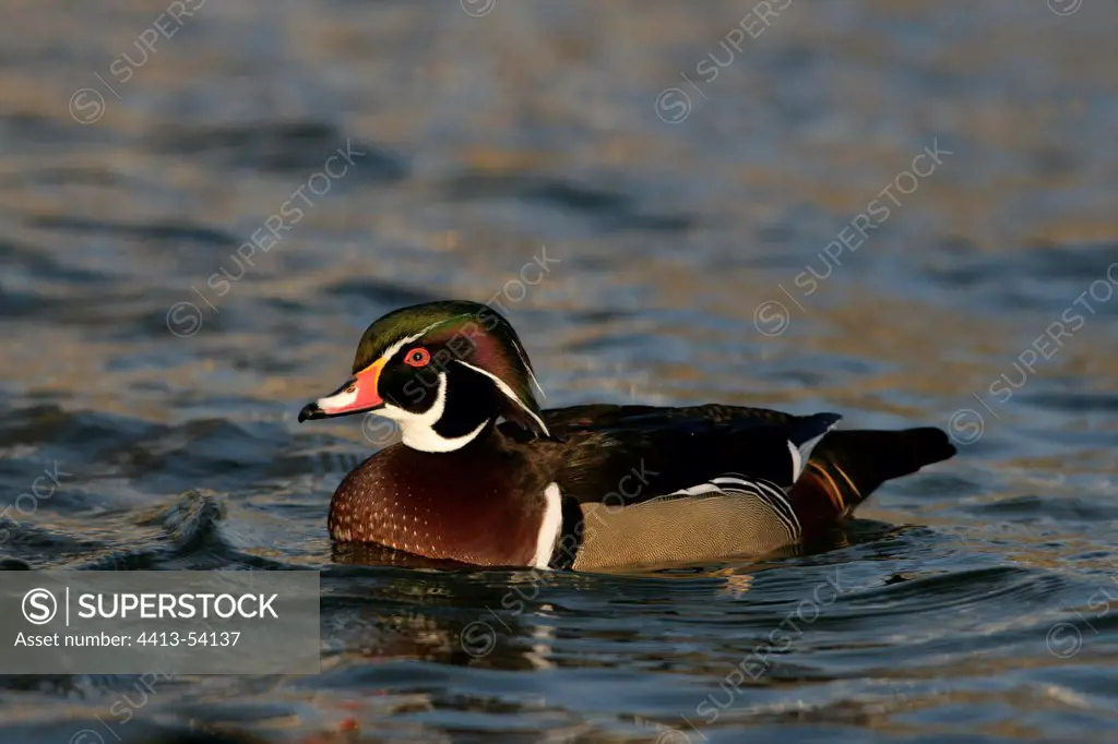 Male Wood duck swimming