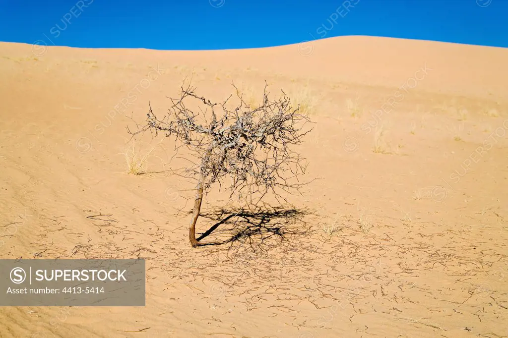 Sand dune and dead acacia Tassili N'ajjer Algeria