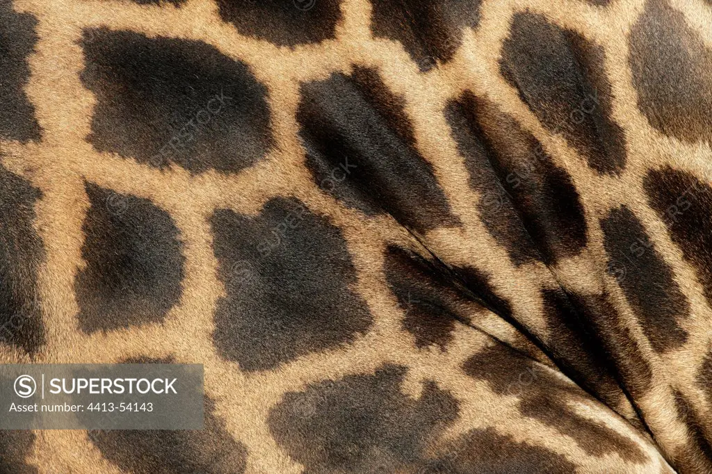 Skin of Giraffe in close-up