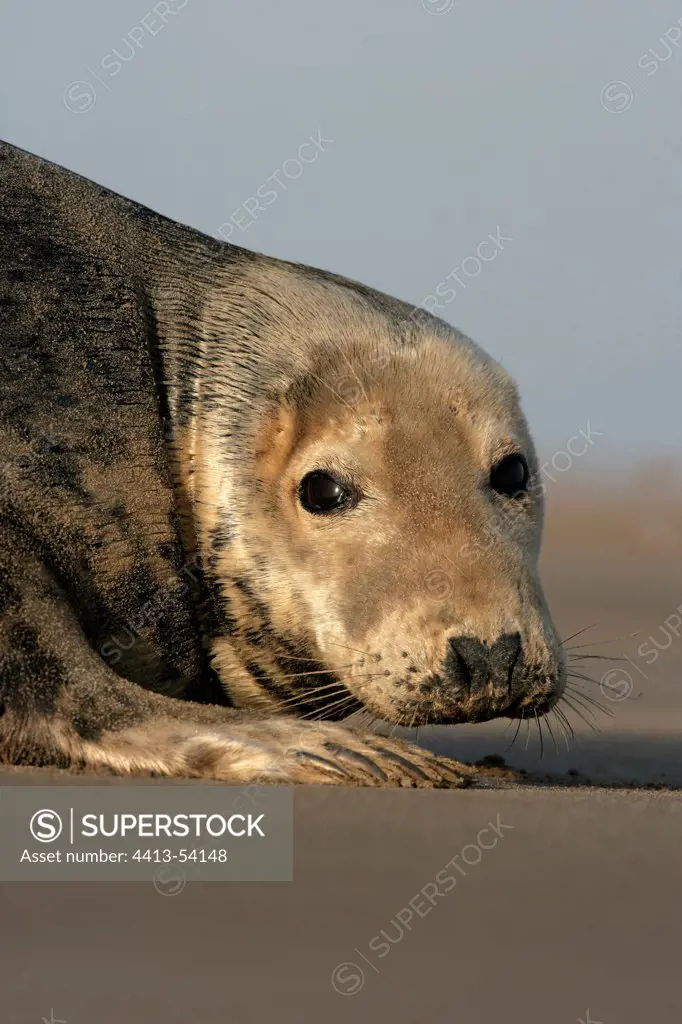 Portrait of a Grey seal Lincolnshire