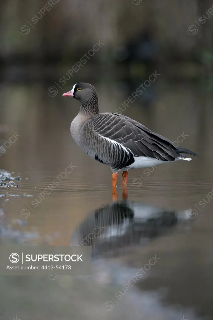Lesser white-fronted goose with paws in water