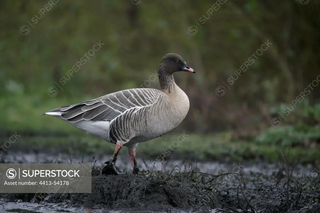 Pink-footed goose walking in mud UK