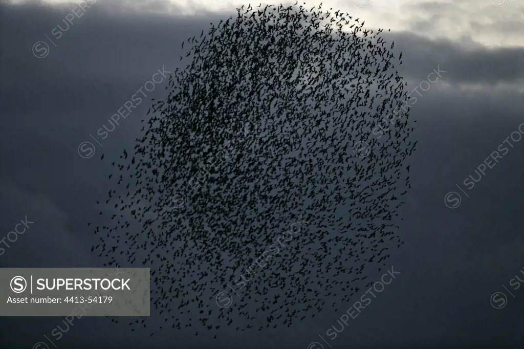Common starlings flying Sussex UK