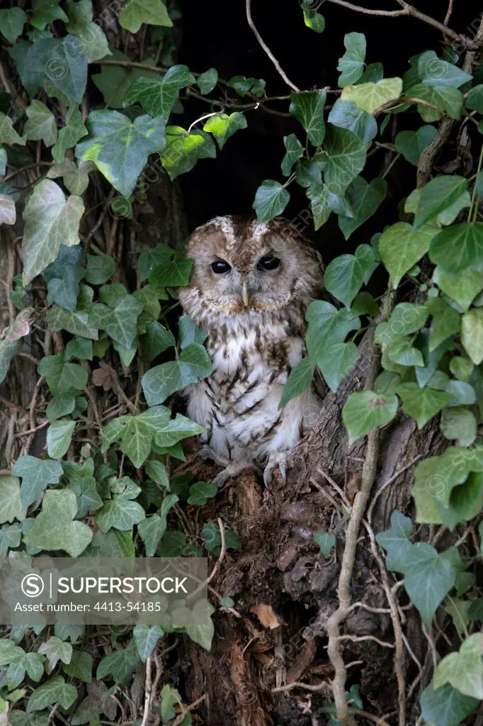 Tawny owl in a trunk UK