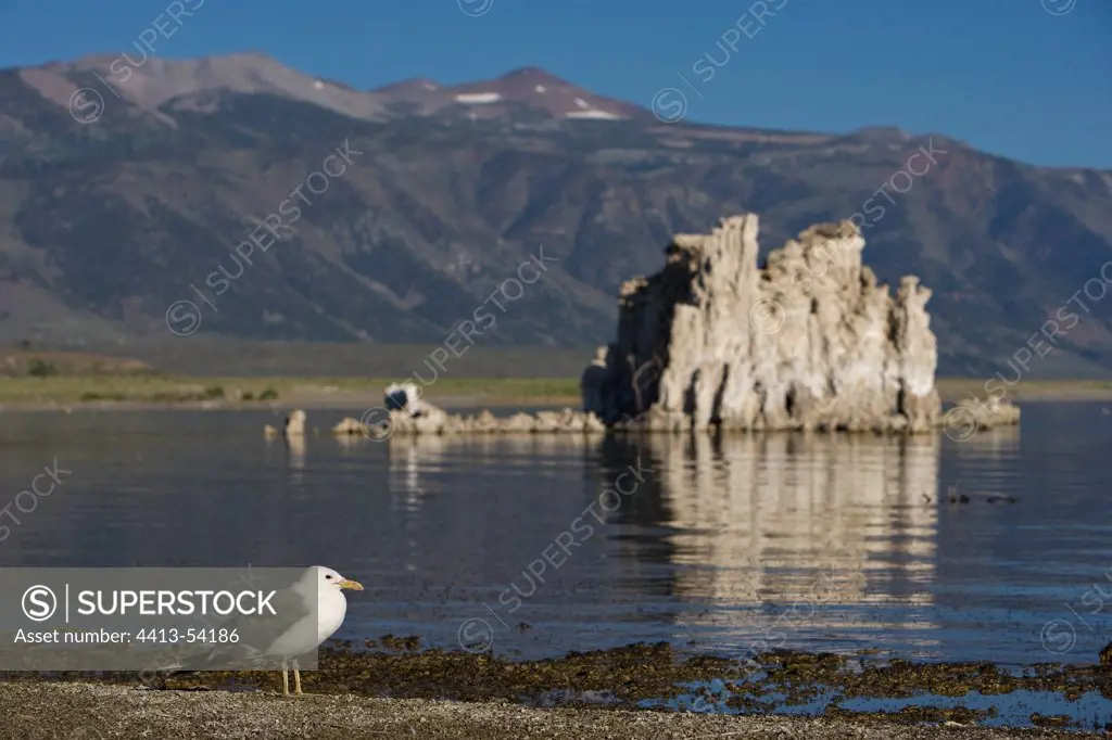 California Gull and Tufas Mono lake California USA