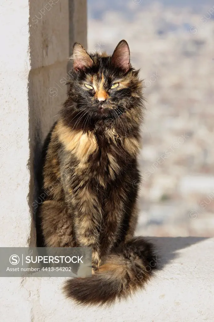 Alley Cat sick Notre Dame de la Garde Marseille France