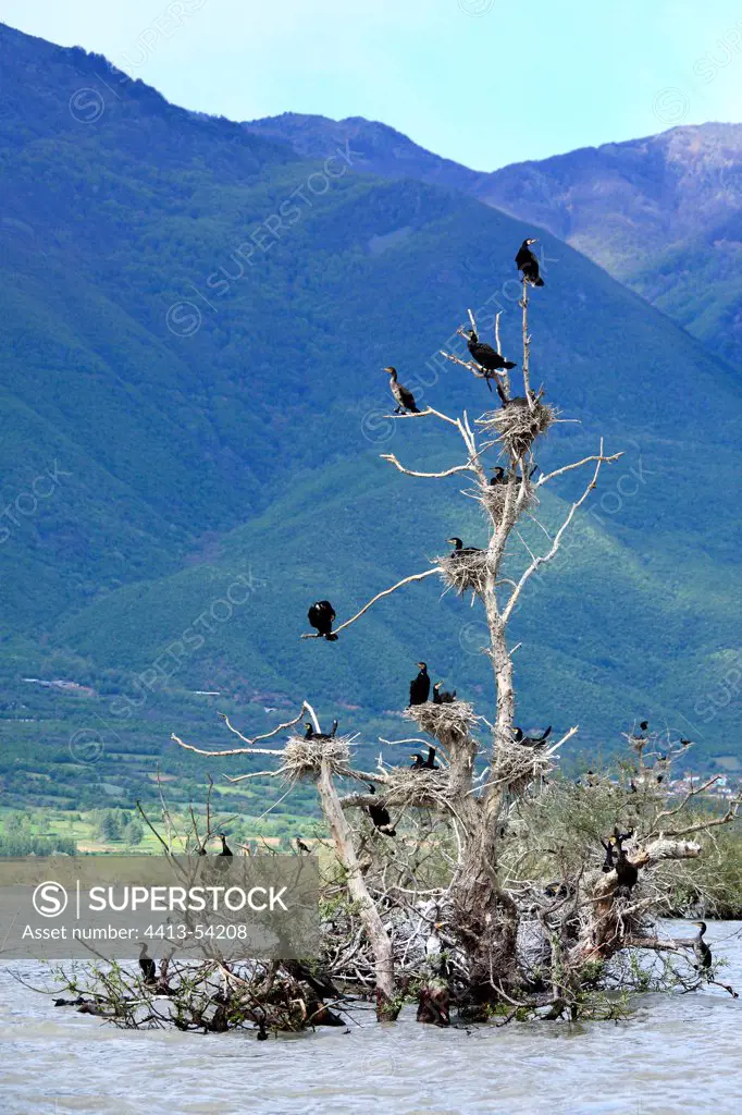 Colony of Great cormorants on Lake Kerkini Greece