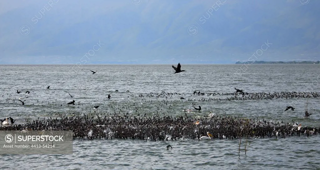 Fishing collective Cormorants and Pelicans Lake Kerkini