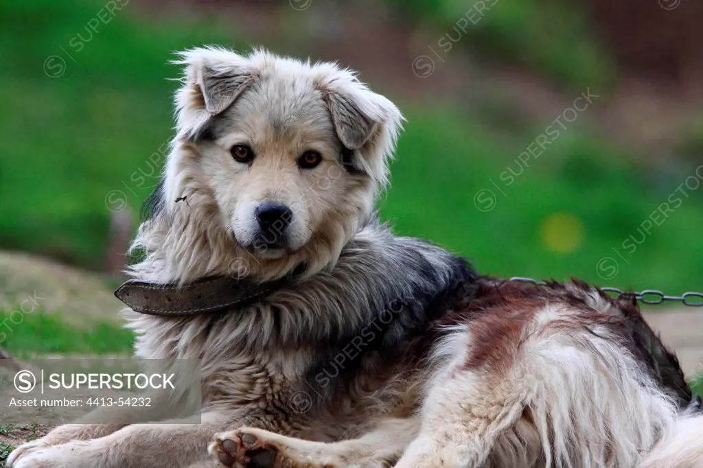 Watchdog in a mountain farm Apuseni Mountains Romania
