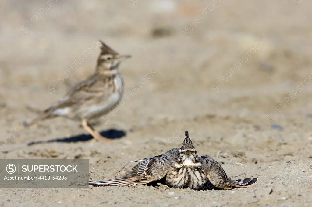 Crested Lark parade in the Evros Delta Greece