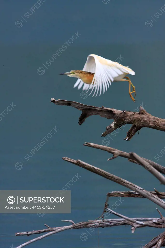 Squacco Heron fly away Lake Kerkini Greece
