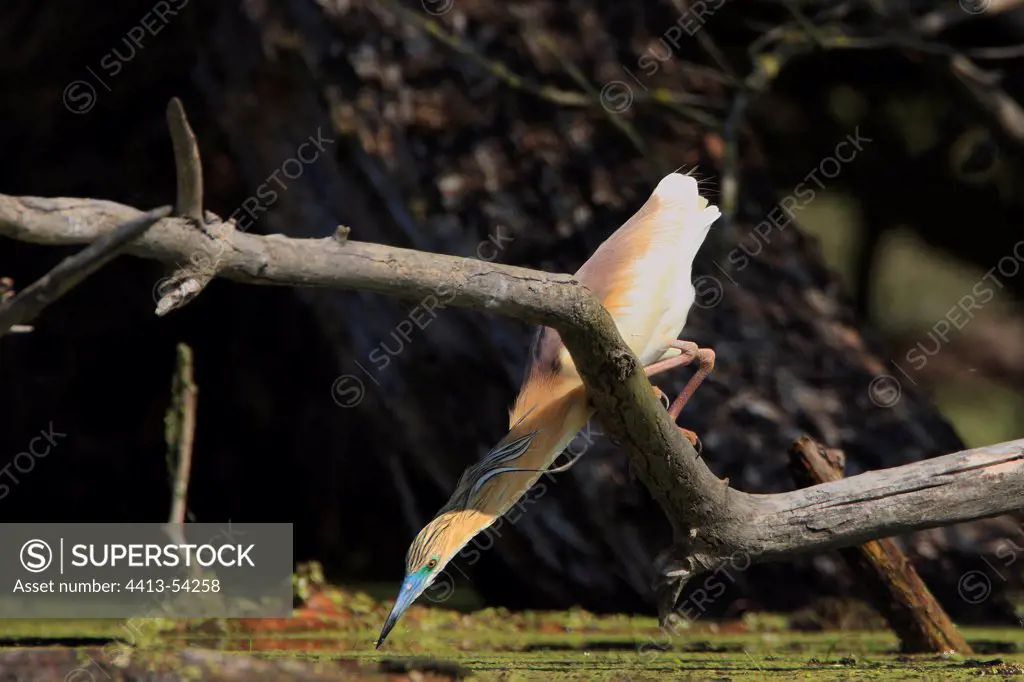 Squacco Heron fishing in flooded forest Lake Kerkini Greece