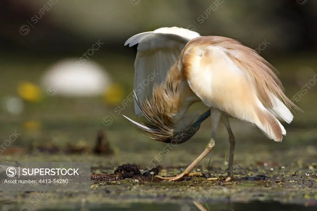 Squacco Heron grooming Flooded forest Lake Kerkini Greece