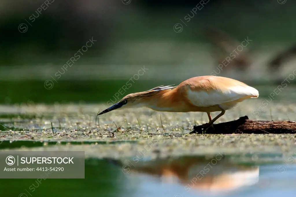 Squacco Heron fishing in flooded forest Lake Kerkini Greece