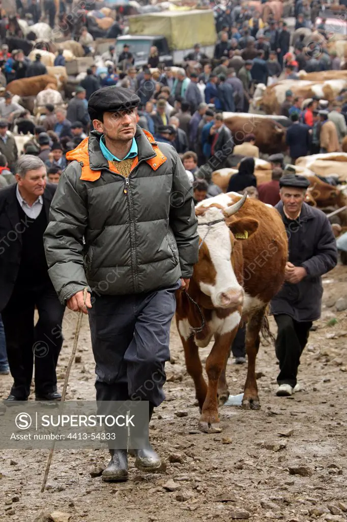 Buyer emerging cattle market of Albac Mountains Apuseni