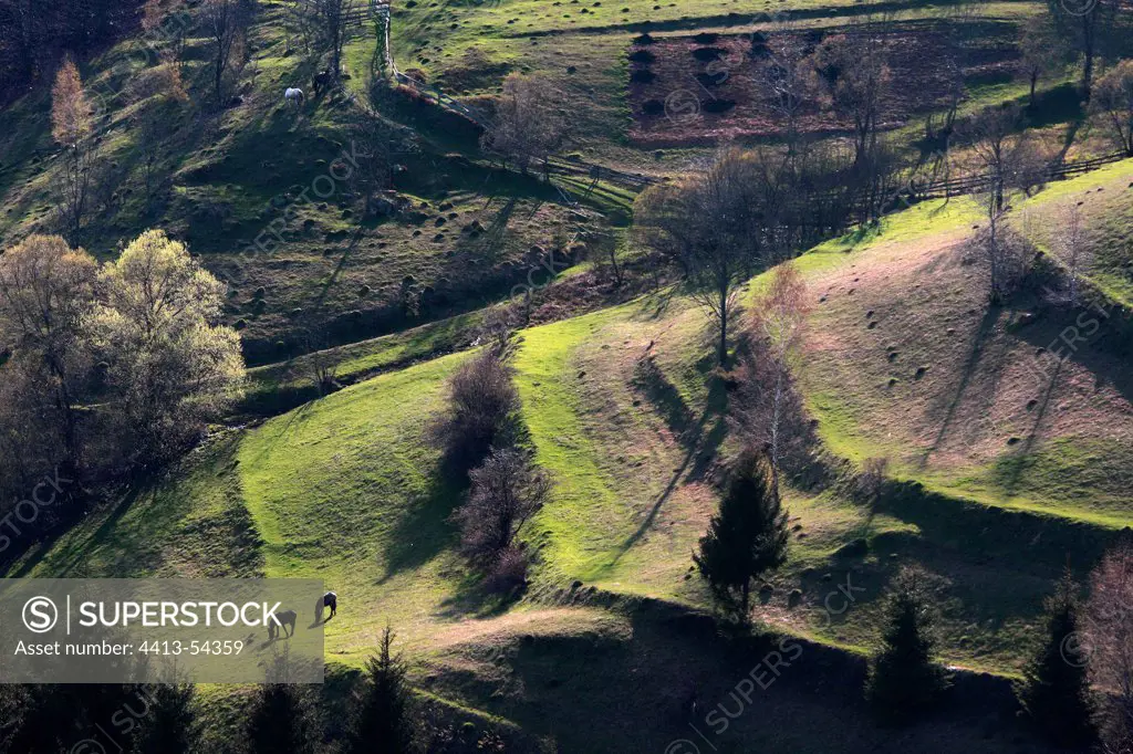 Pasture and hay meadows Apuseni Mountains Romania