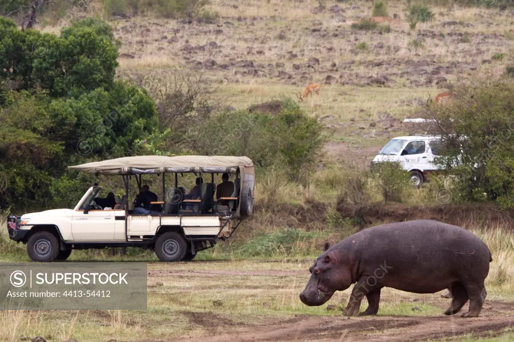 Hippopotamus walking beside a tourists car Kenya