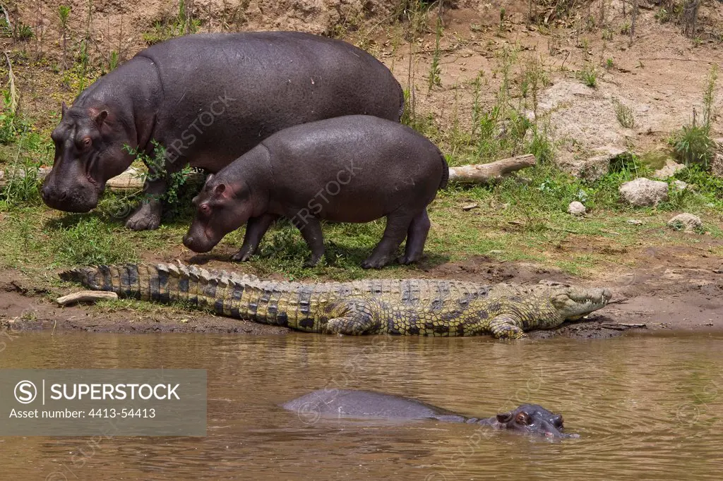 Hippopotamuses eating near a Crocodile Masai Mara Kenya