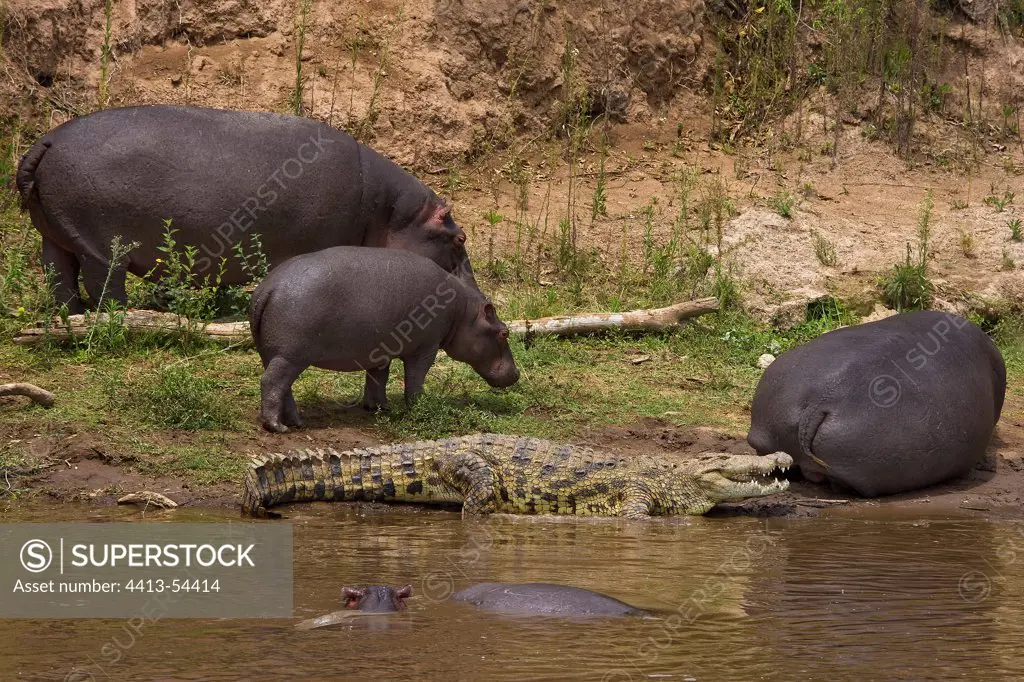 Group of Hippopotamuses and Crocodile Masai Mara Kenya