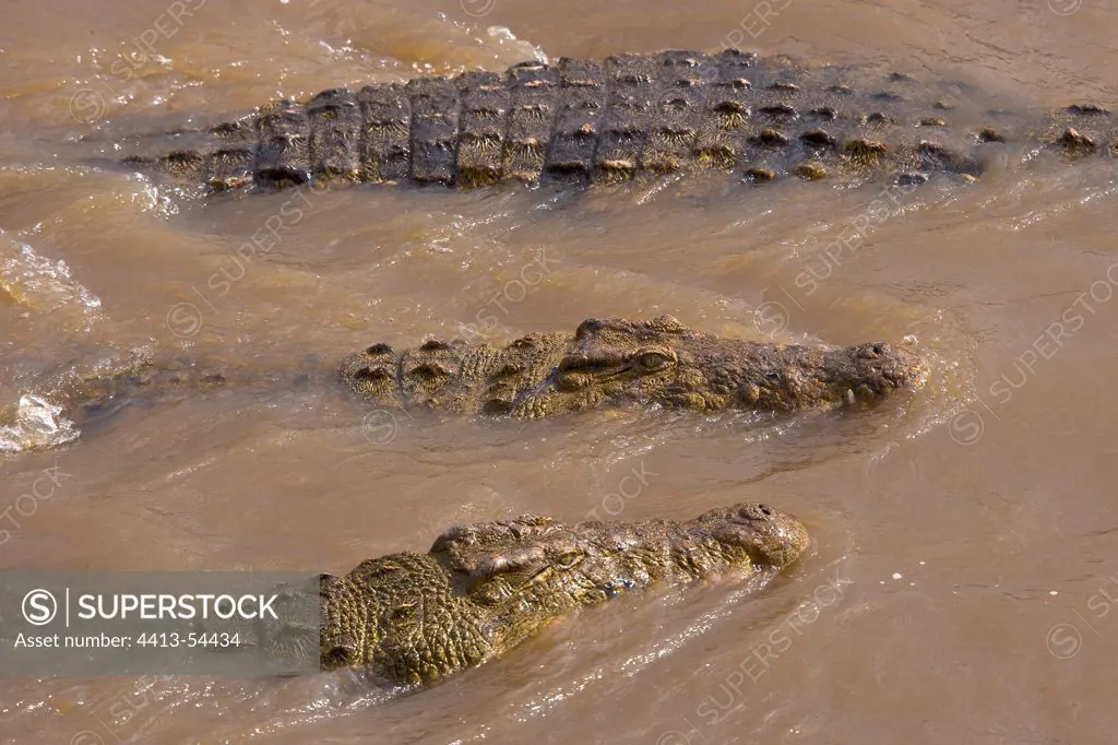 Big Nile Crocodiles swimming Masai Mara Kenya