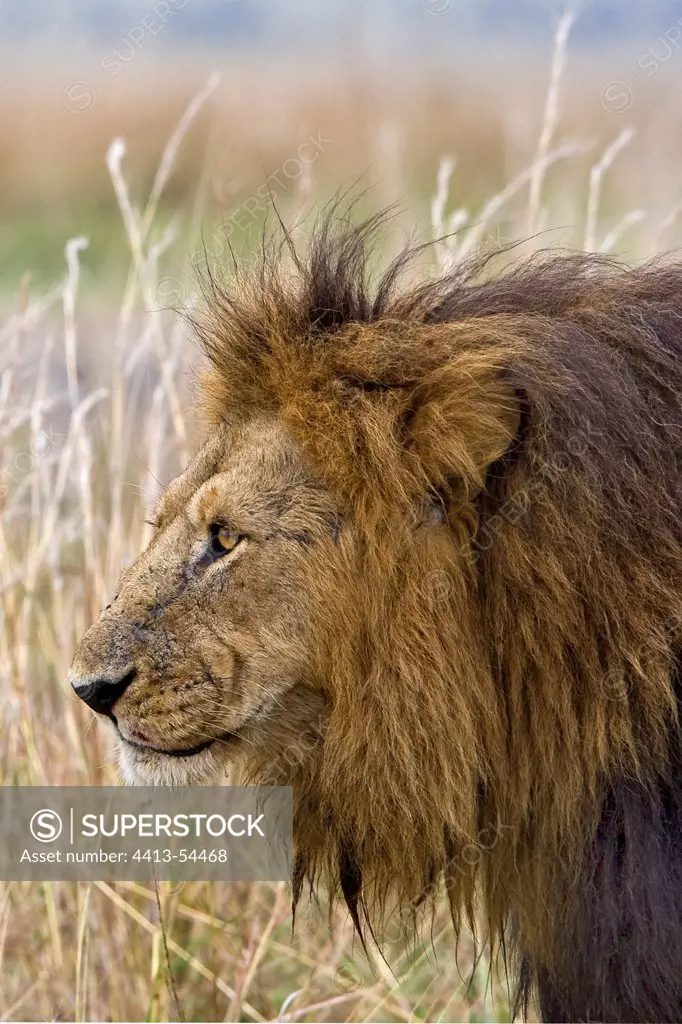 Portrait of a Lion in the savanna Masai Mara Kenya