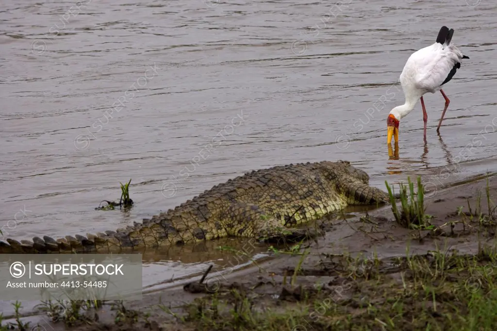 Nile crocodile and Yellow-billed Stork along a river Kenya