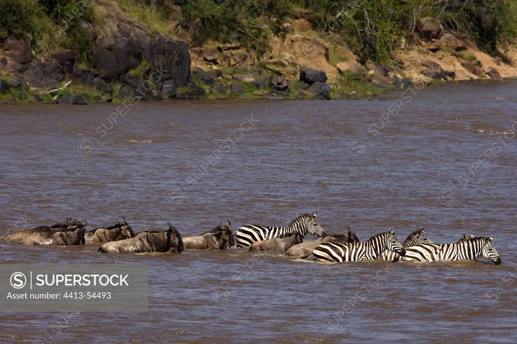 Zebras and Gnus crossing the Mara River Masai Mara Kenya