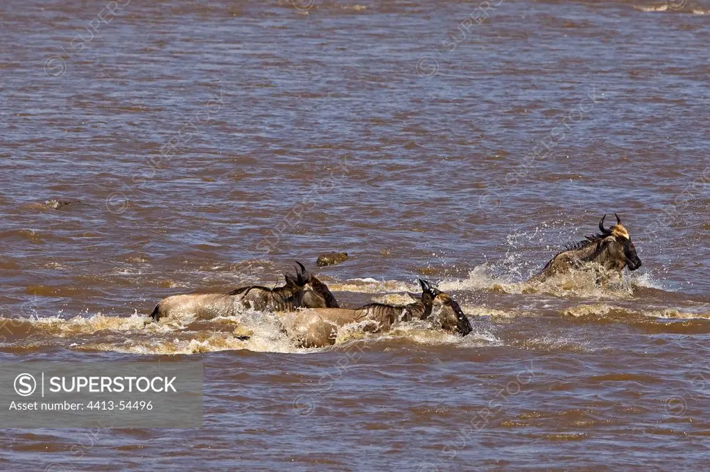 Crocodile hunting Gnus in the Mara River Masai Mara Kenya