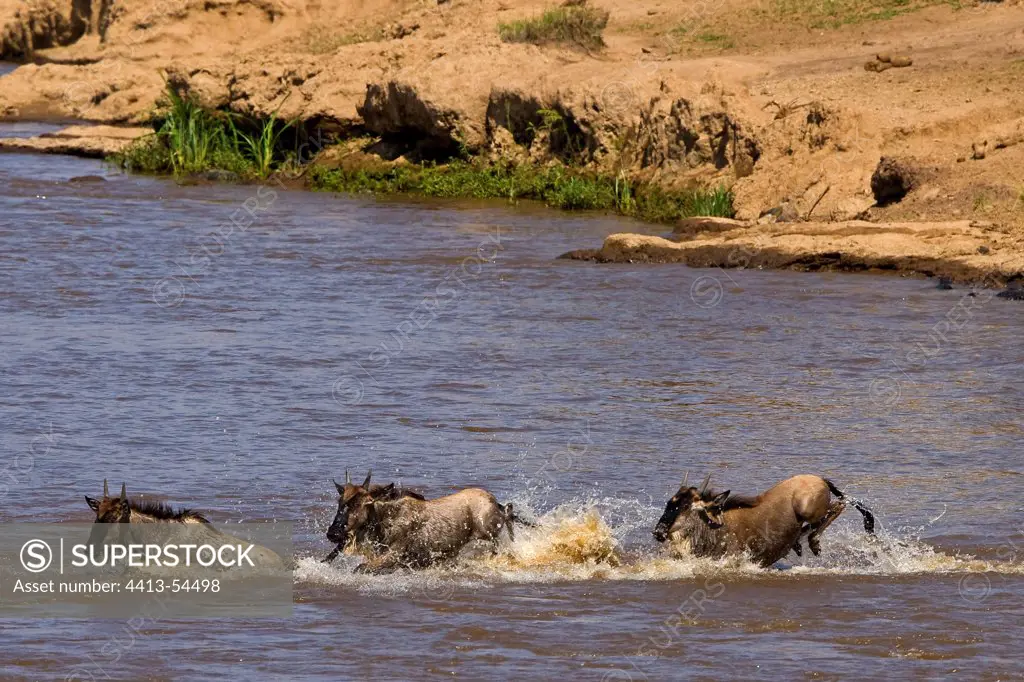 Group of Gnus crossing the Mara River Masai Mara Kenya