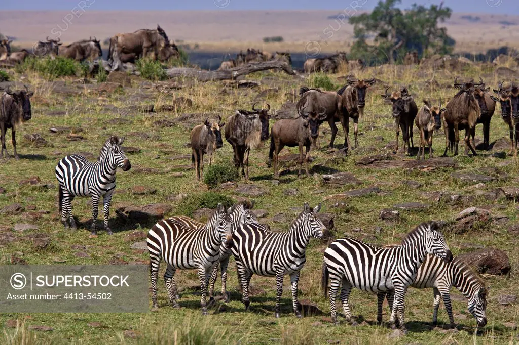 Zebras and Gnus waiting to cross the Mara River Kenya