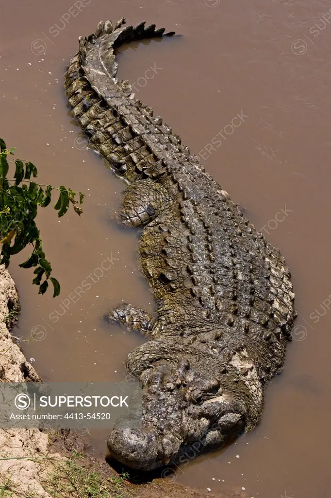 Big Nil Crocodile out of the water Masai Mara Kenya