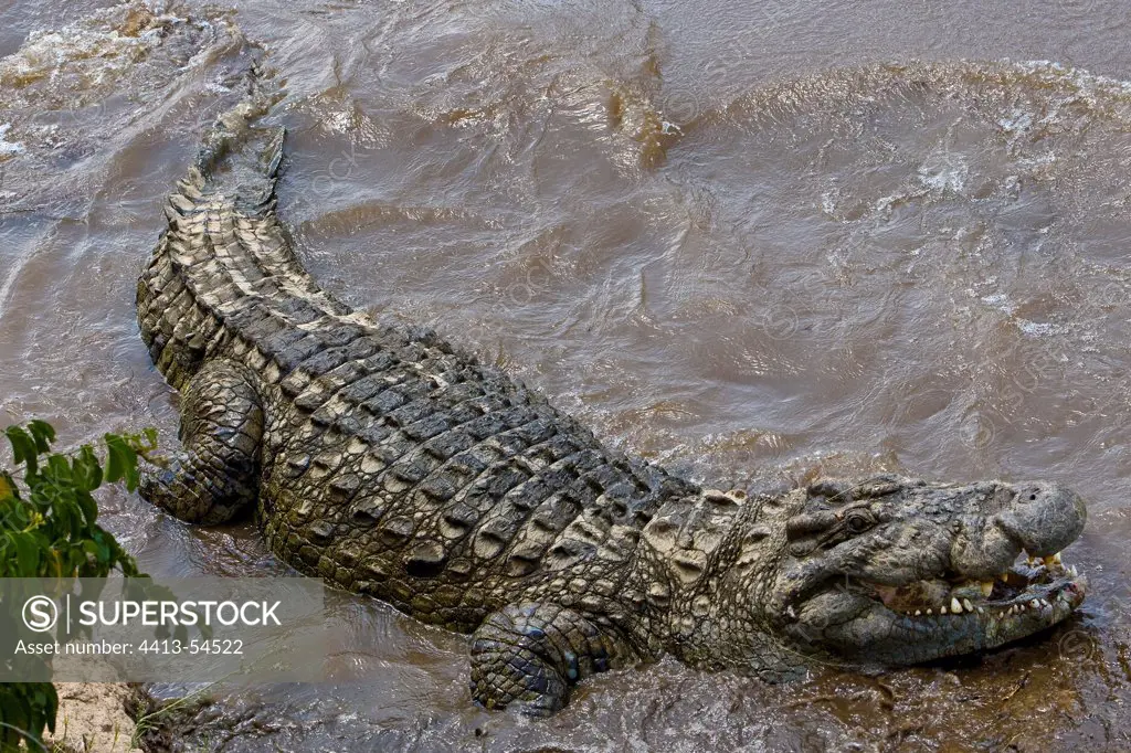 Nil Crocodile threatening near a river bank Masai Mara Kenya
