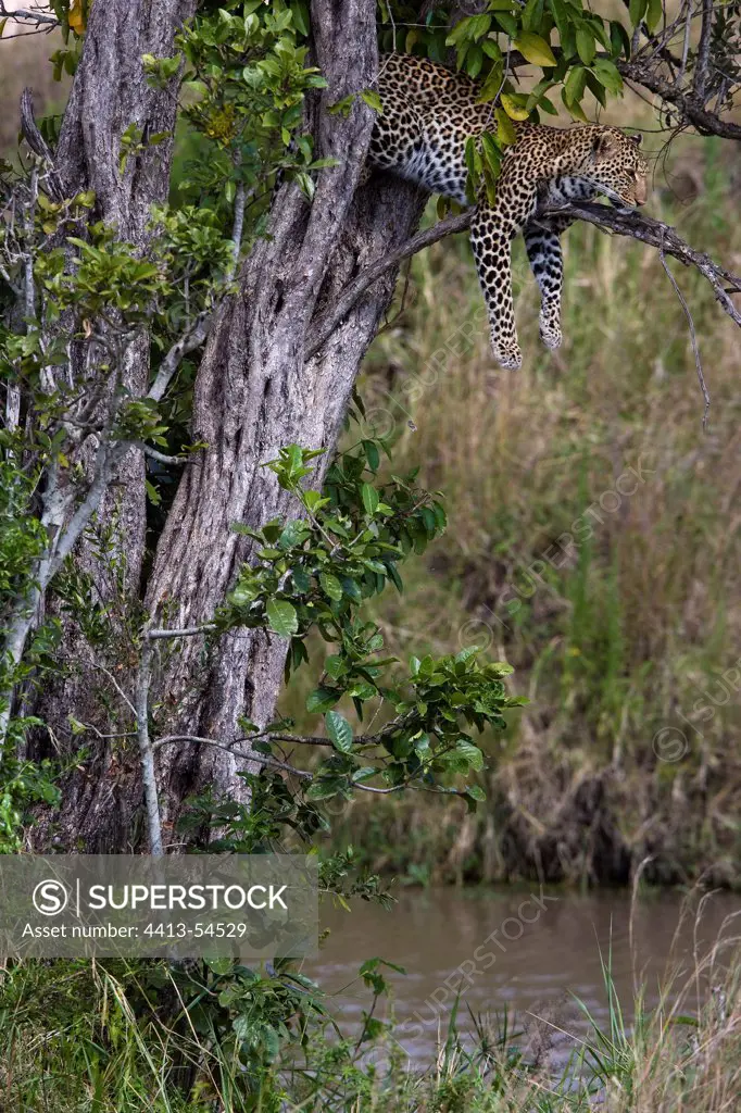 Leopard resting in a tree Masai Mara Kenya