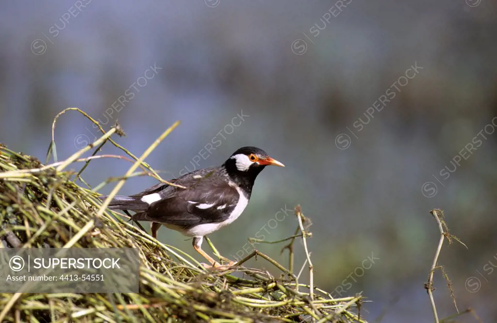 Asian Pied Starling India