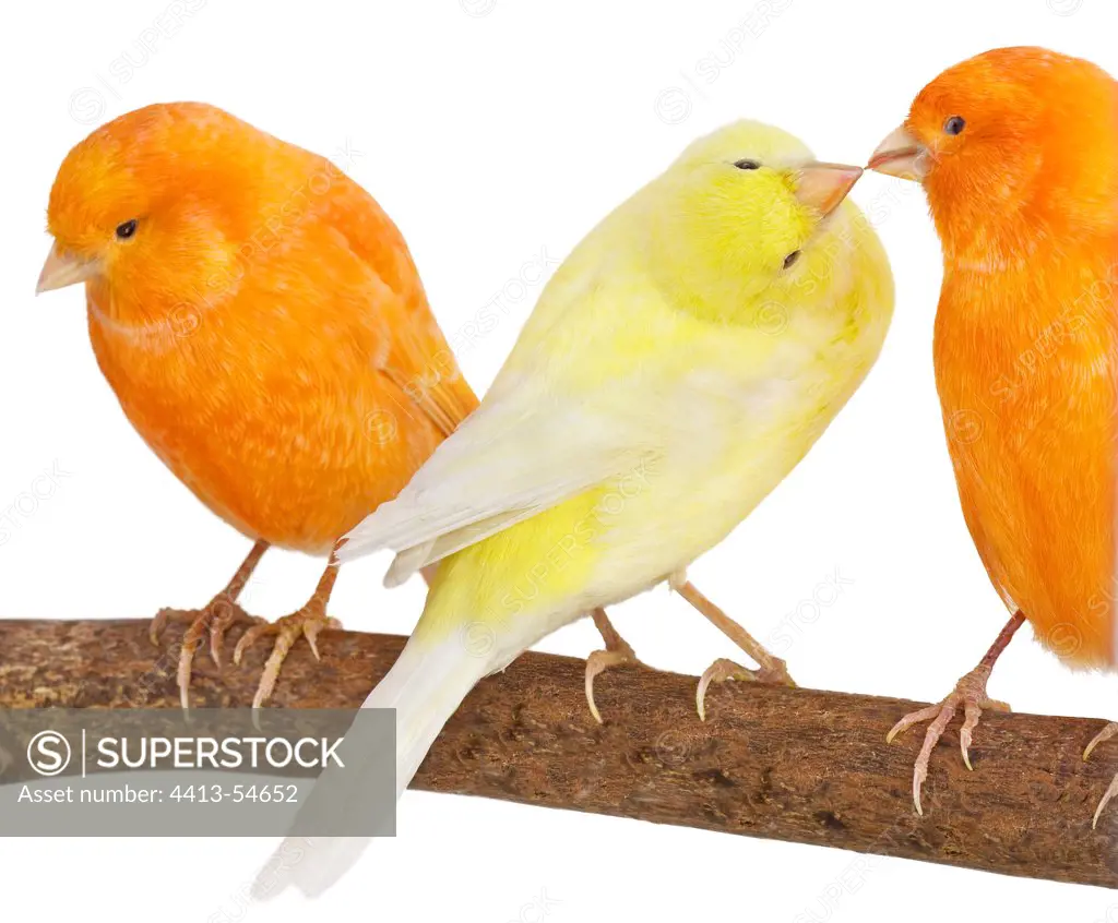 Canary yellow and orange on a branch