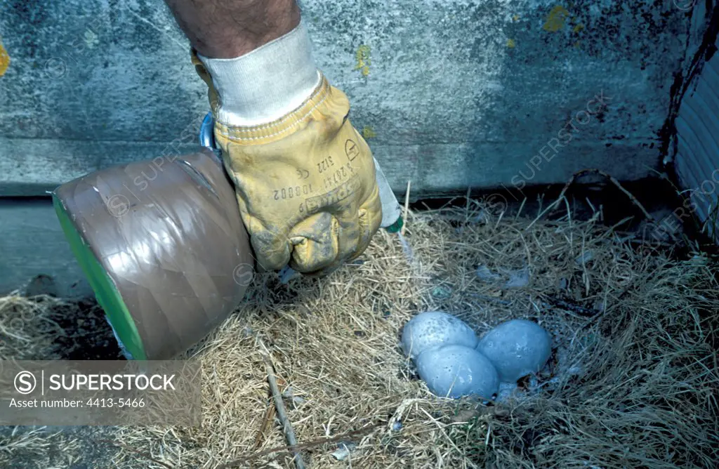 Semi-skilled workers sterilizing eggs of Seagull Brest