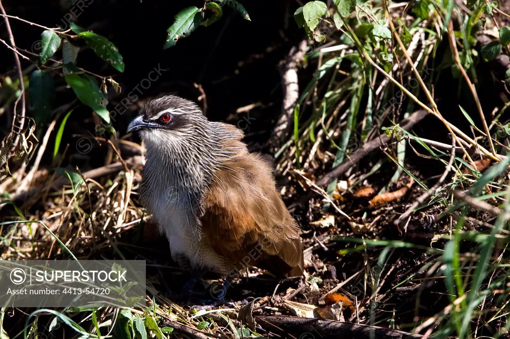 White-browed Coucal landed on the ground Masai Mara Kenya
