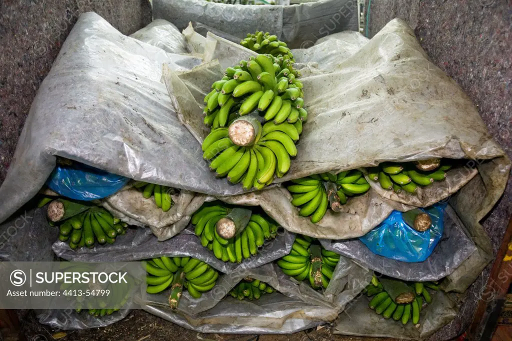 Packaging workshop of Bananas Tenerife Canary