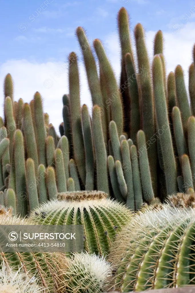 Cactus Tenerife Canary