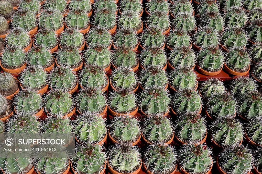 Cacti in a nursery Tenerife Canary