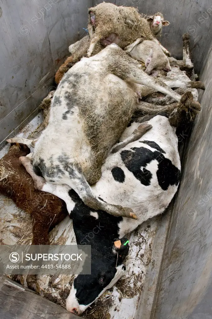 Dead cows and sheep in the bucket of the rendererFrance