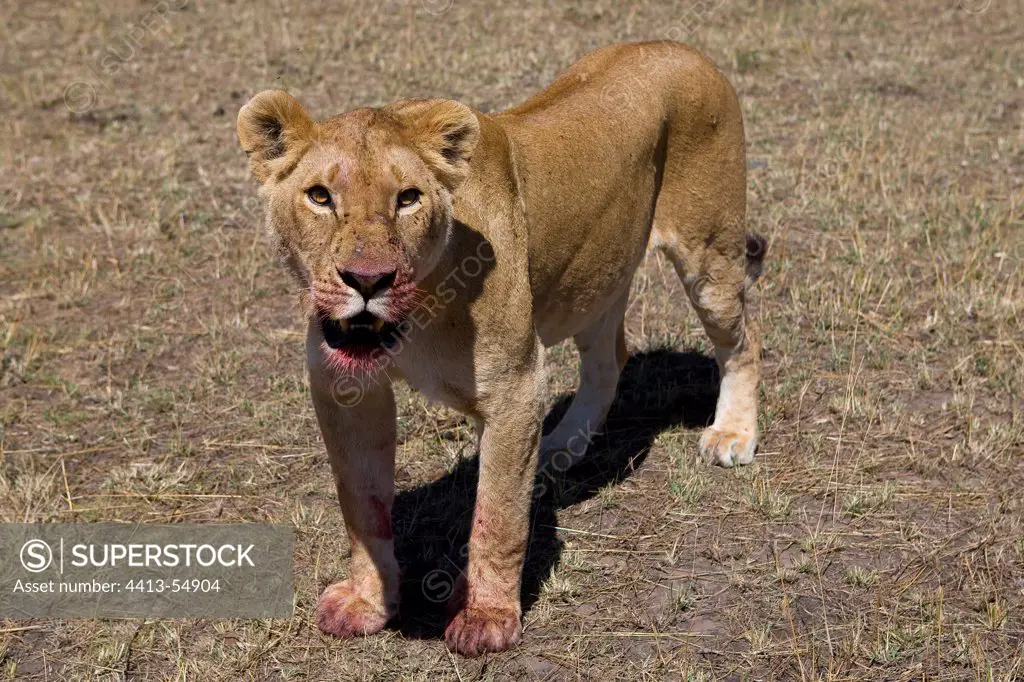 Lioness with blood on the muzzle Masai Mara Kenya