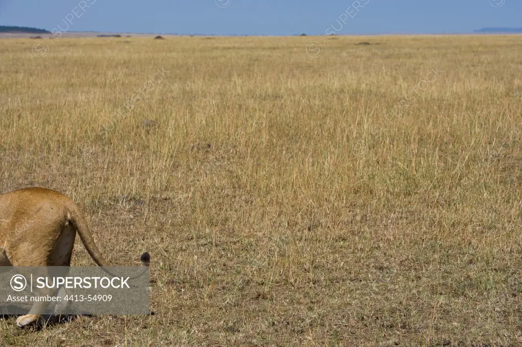 A Lioness posterior in the savanna Masai Mara Kenya