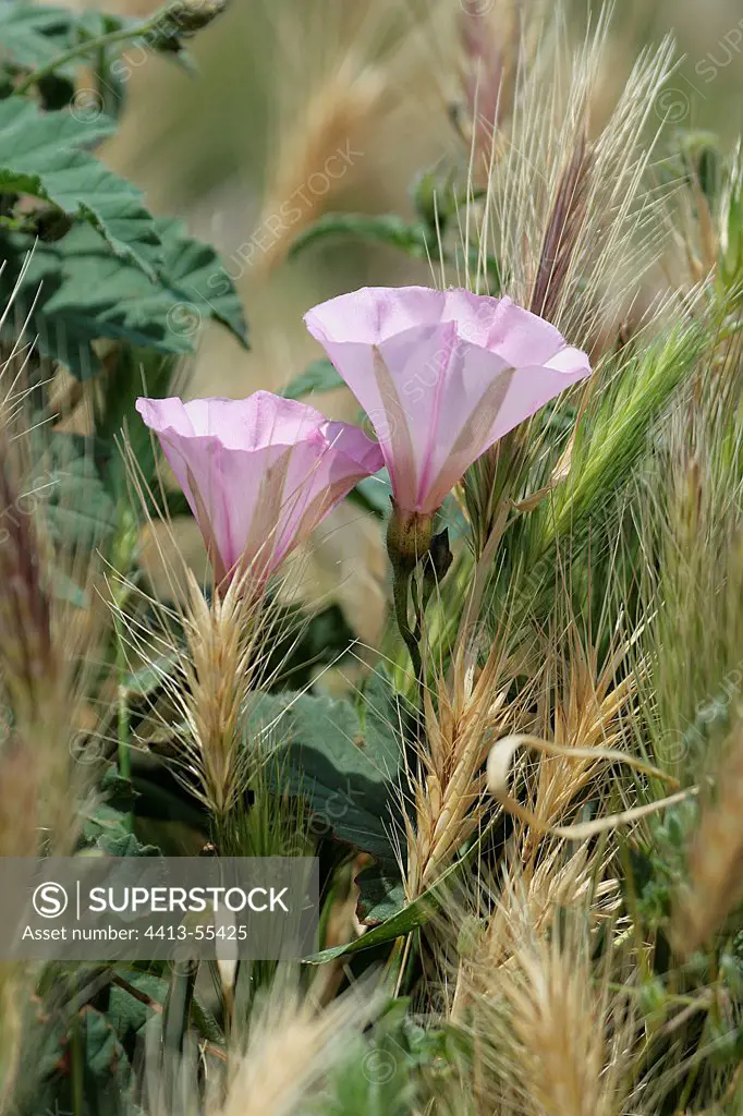 Buckwheat on the island of Porquerolles Var