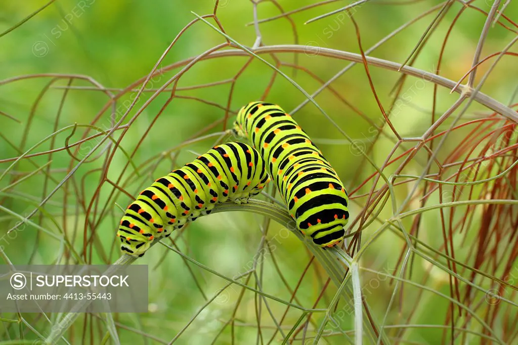 Old world Swallowtail caterpillar on fennel