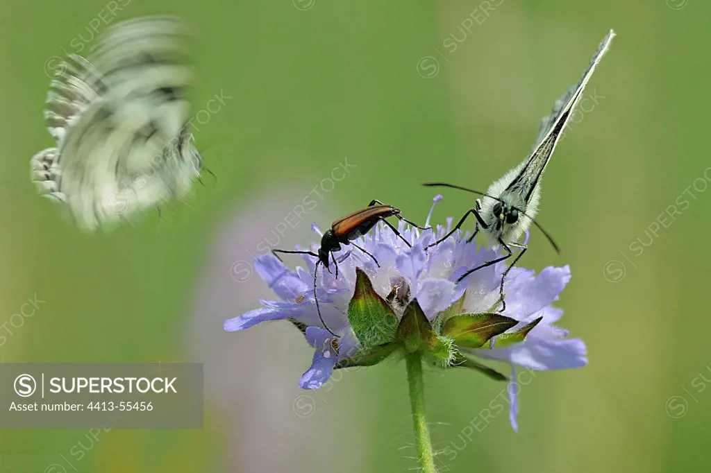 Marbled-white in flight and another landed on a scabieusia