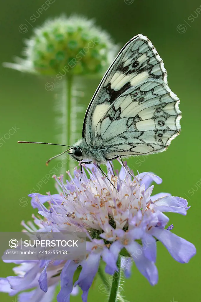 Marbled-white landed on a scabieusia