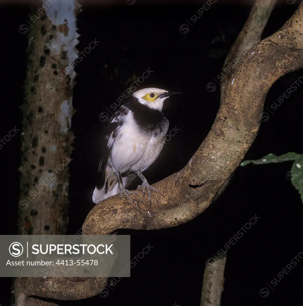 White-collared Starling on a branch Thailand