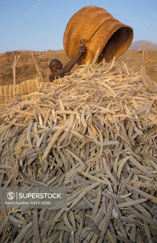 Man Koma doyo pouring his harvest Mounts Alantika Nigeria